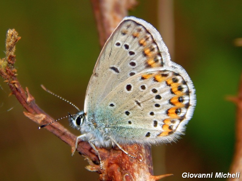 Ci risiamo con i Plebejus ....